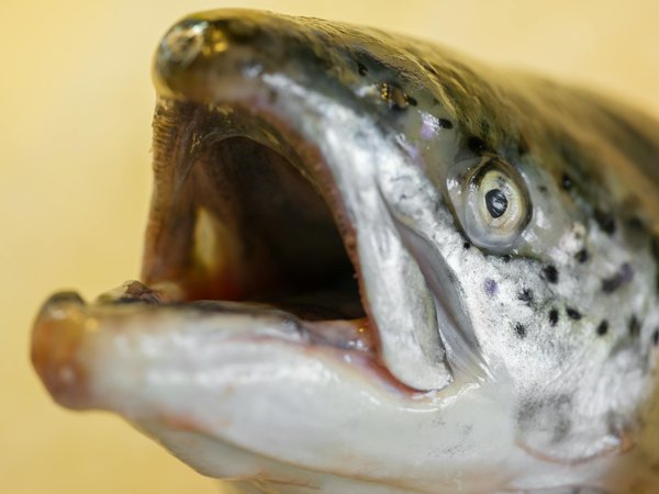 100 Meilleurs Casino En Ligne