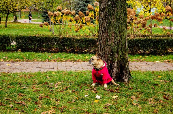 Zorro Machines à Sous Gratuits