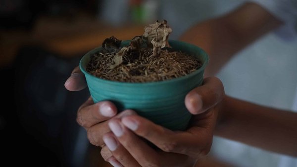 Découvrez les bienfaits incroyables des feuilles de Sana Makki